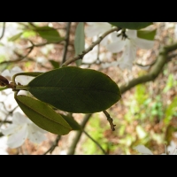 Rhododendron davidsonianum (fam. Ericacees) (Sichuan) (4)